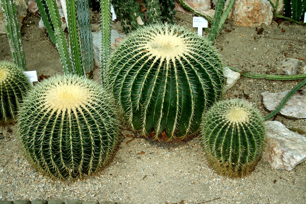 Schwiegermutterstuhl oder Goldkugelkaktus - Echinocactus grusonii