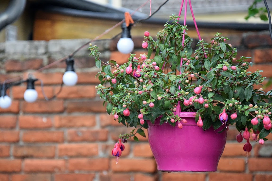 Fucsia - plantas de balcón