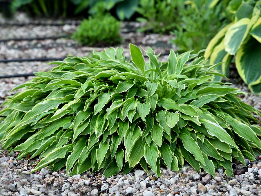 Funkia (Hosta)