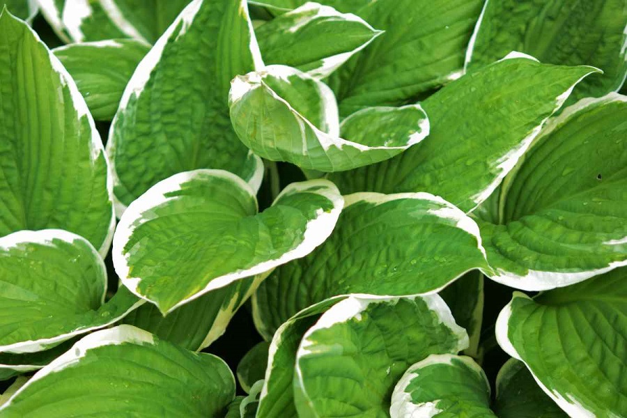 Hosta: ¿qué tipo de planta es?