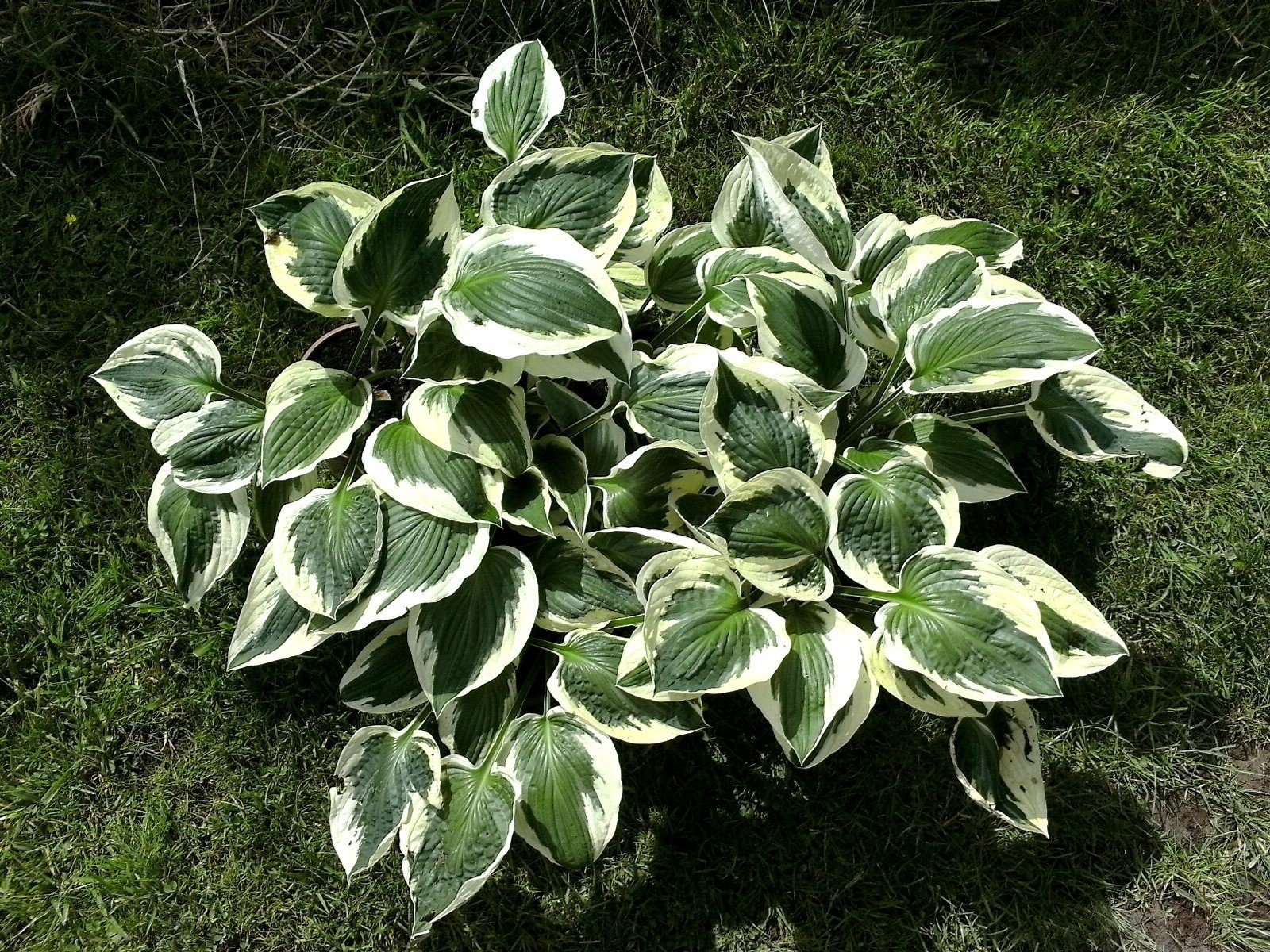 Wie Pflege von Hostas? Arten, Farben und Bedürfnisse von Pflanzenschwanzlilien