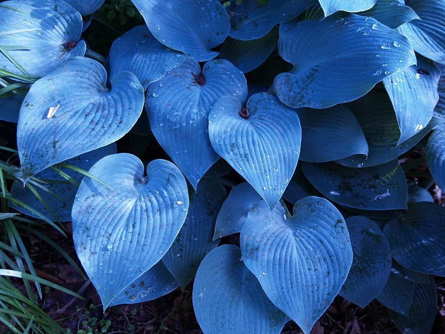 Inusuales lirios de plátano de hojas azules