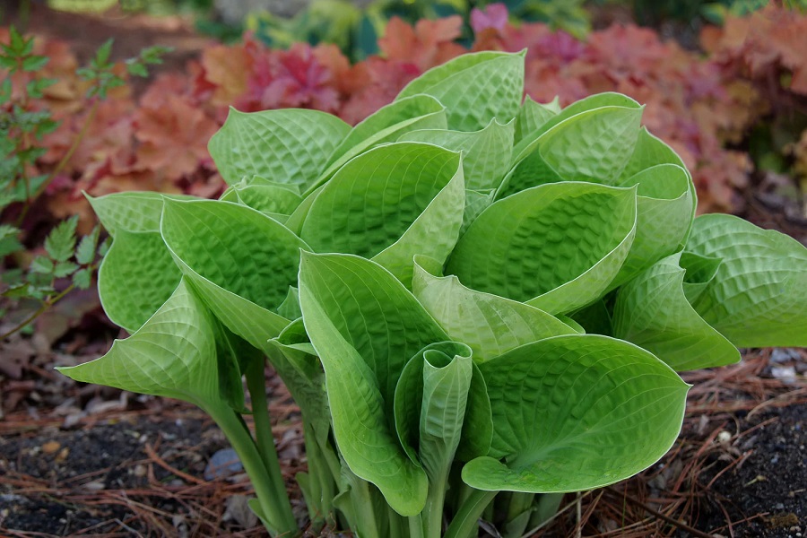 ¿Cómo plantar hostas?