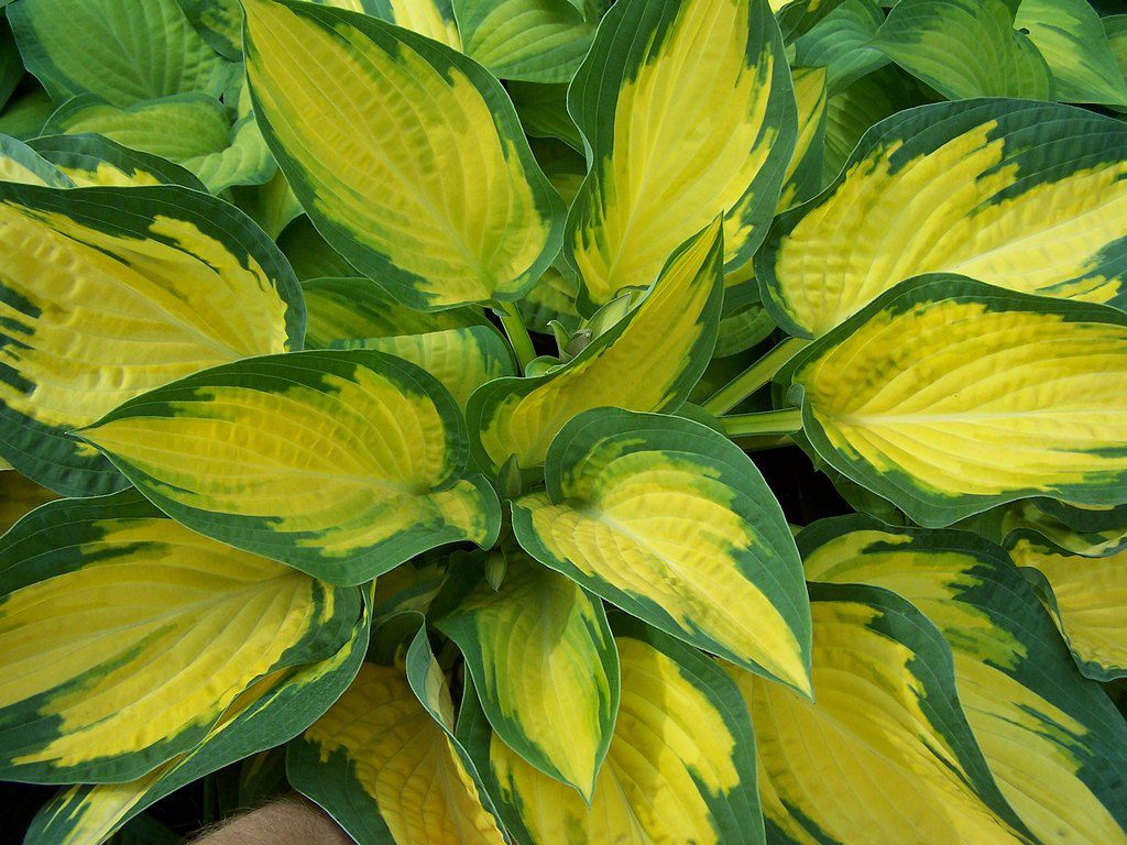 Hosta popolare a foglie gialle