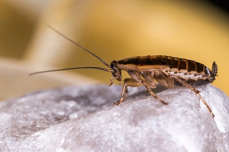 Fusy po kawie domowym sposobem na zwalczanie karaczanów