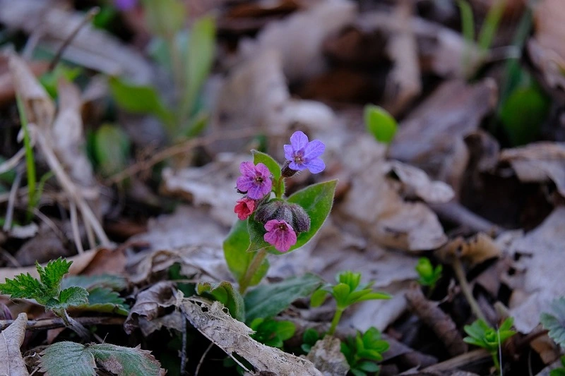 ¿Cuál es la mejor ubicación para la pulmonaria: sol o sombra?