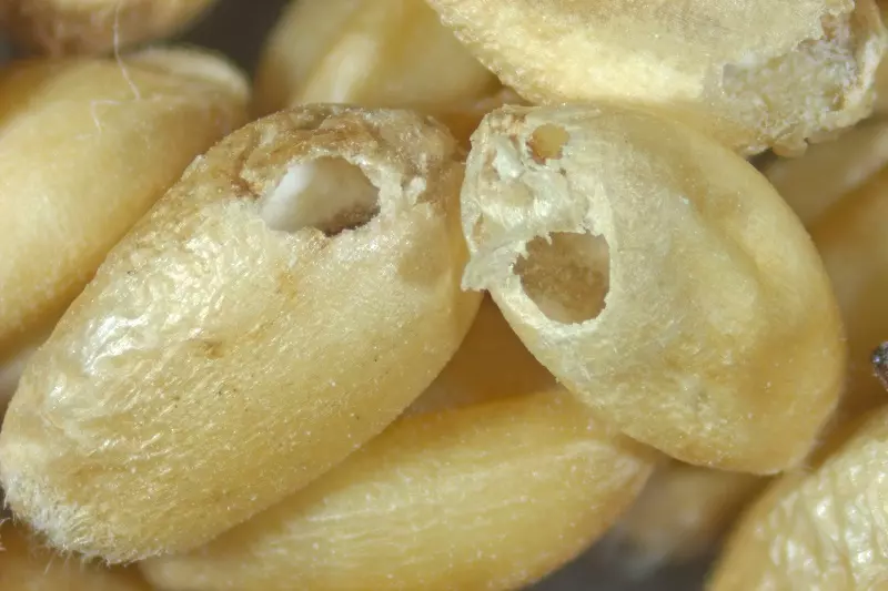 Dove può comparire il tonchio del grano in casa vostra?