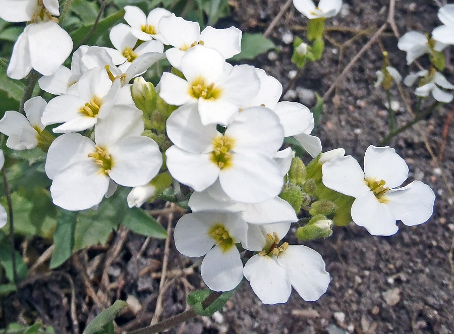 Arabis - ¿Qué tipo de planta es?