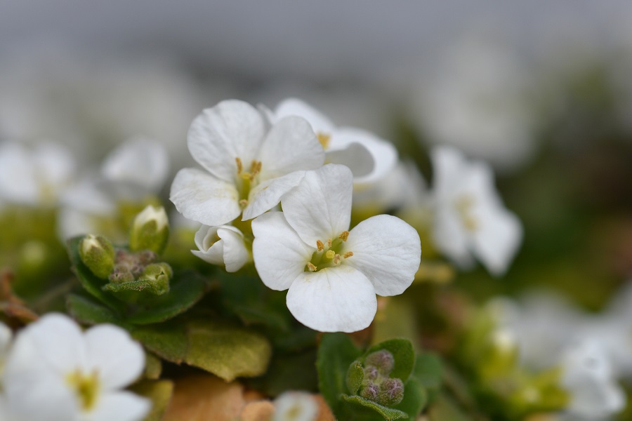 Quanto costa l'arabis?