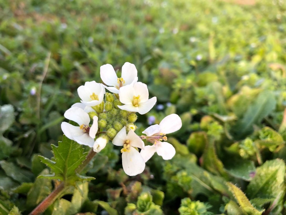 Planta Arabis - Cómo Cuidar el Berro de Roca, Variedades, Colores, Necesidades