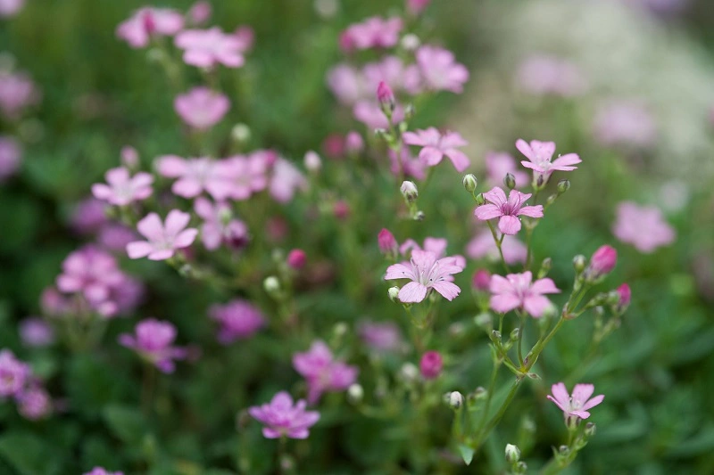 ¿Es la flor de aliento de bebé propensa a enfermedades y plagas?