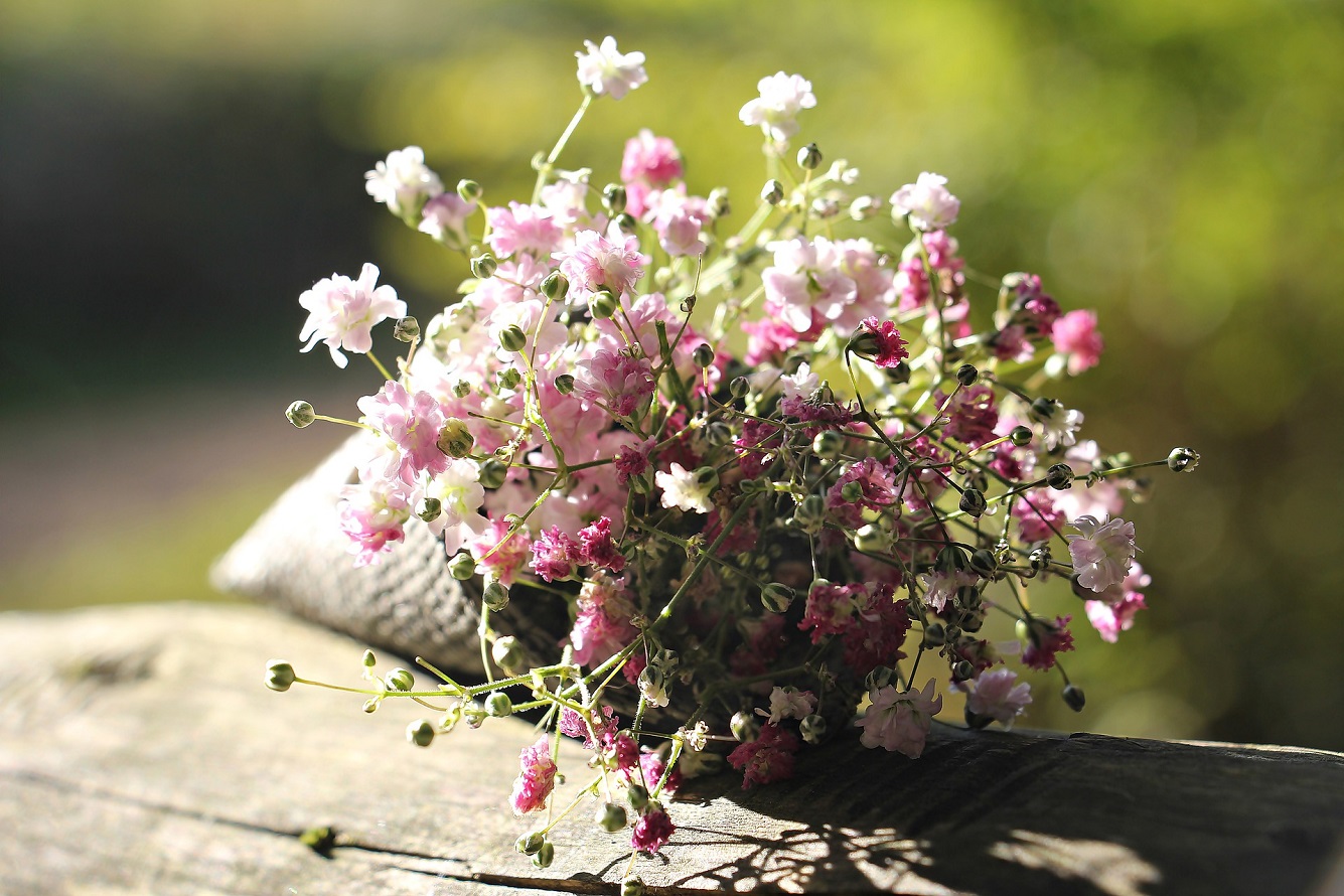 Fiore di Gypsophila - Scopri Come Coltivare l'Alito del Bambino Fiore