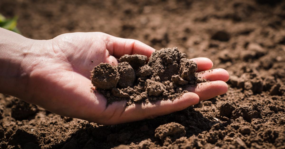 Qual è il terreno migliore per le piante da giardino?