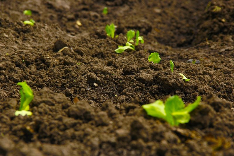 Come si piantano i semi d'erba? Preparare il terreno