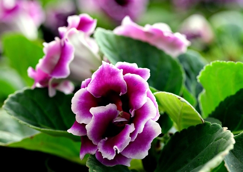 Quels sont les ravageurs et les maladies qui peuvent menacer le gloxinia ?