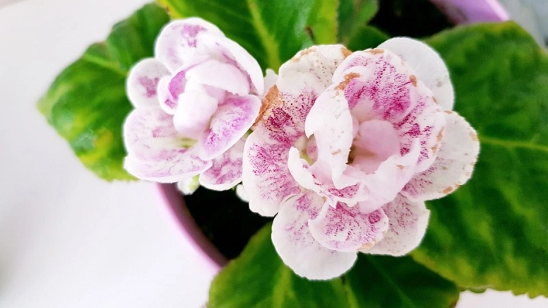 Fiore di gloxinia - com'è fatto e da dove viene?