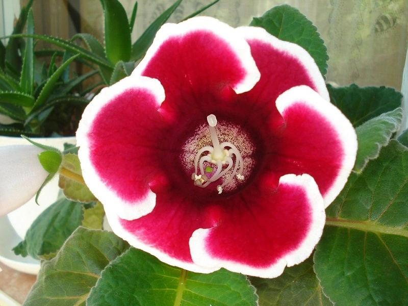 Gloxinia - le varietà più popolari