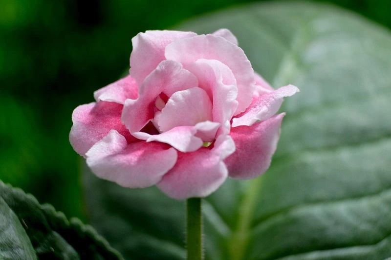 Gloxinia - propagation