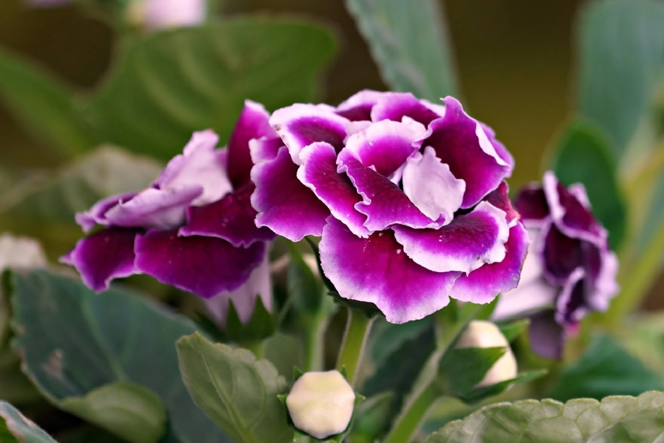 Culture du Gloxinia - Comment Planter et Soigner le Sinningia Speciosa