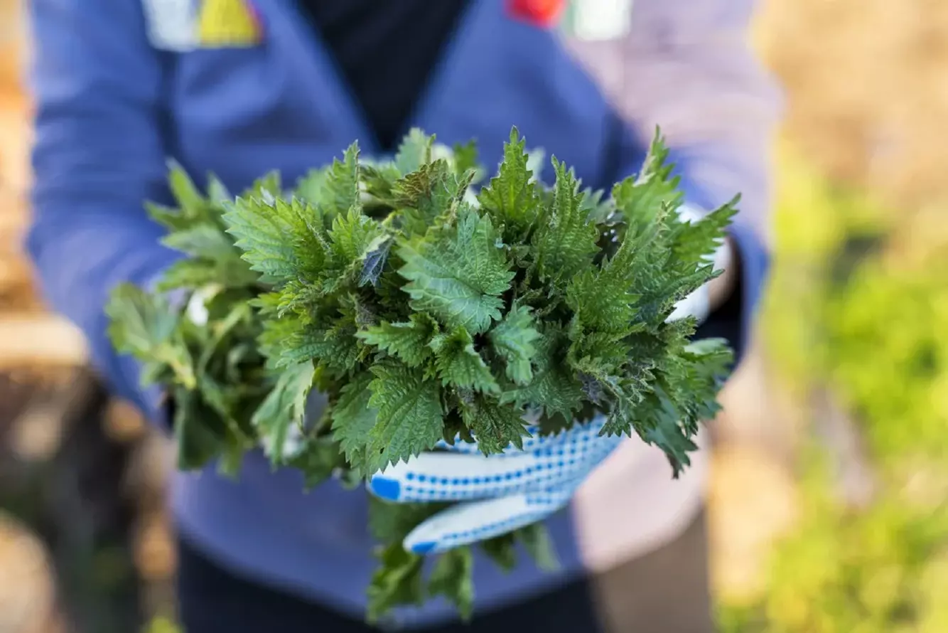 Benefits of Nettle Slurry - Learn How to Make Natural Nettle Fertilizer