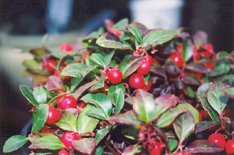 Gaultheria procumbens (Gaultheria procumbens)