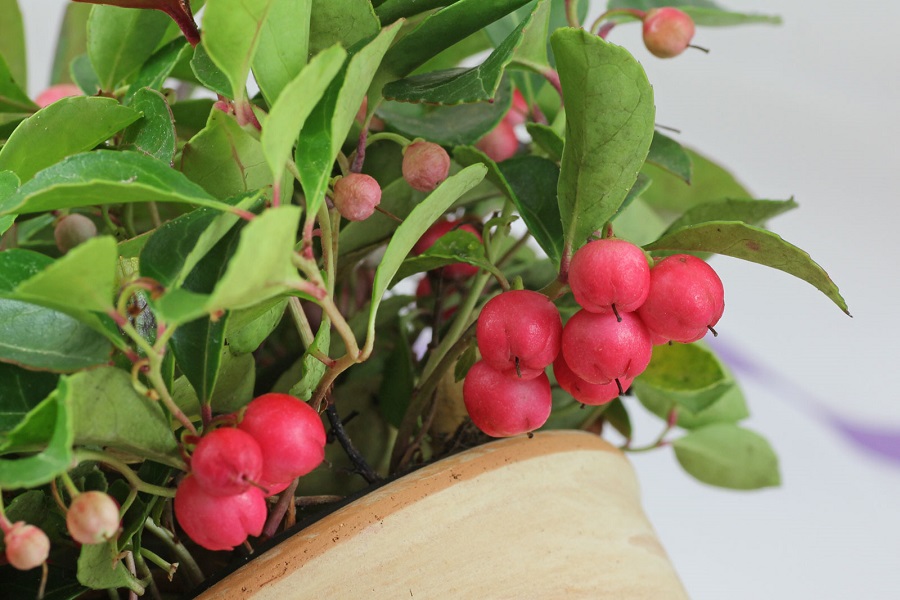 Gaultheria - annaffiatura e concimazione