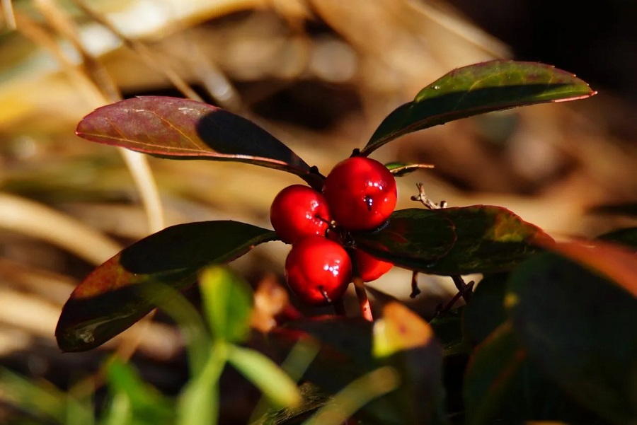 Gaultheria - parassiti e pericoli