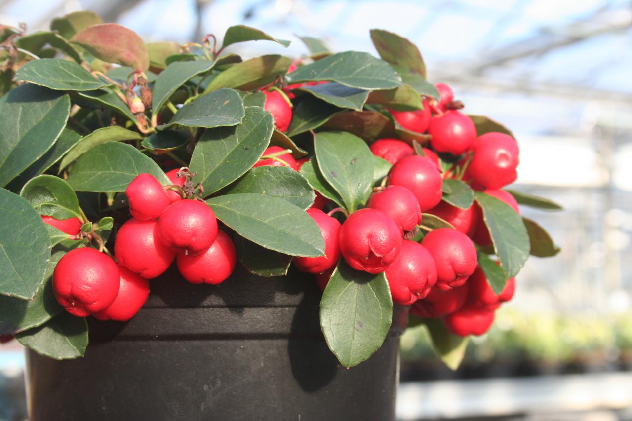 Gaultheria - Come Coltivare e Prendersi Cura della Pianta di Teaberry