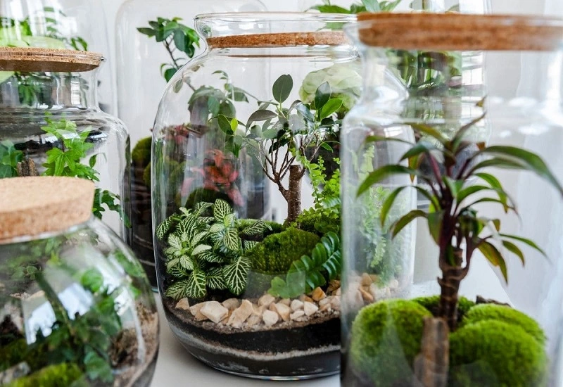 ¿Comprar un terrario? ¡También es una gran idea!