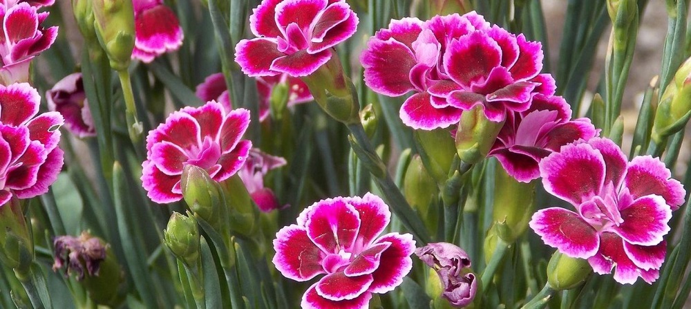 Claveles - plantas de jardín de rocas de larga floración