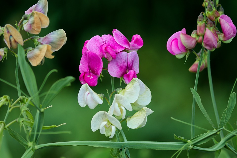 Guisante de olor - hermosas flores