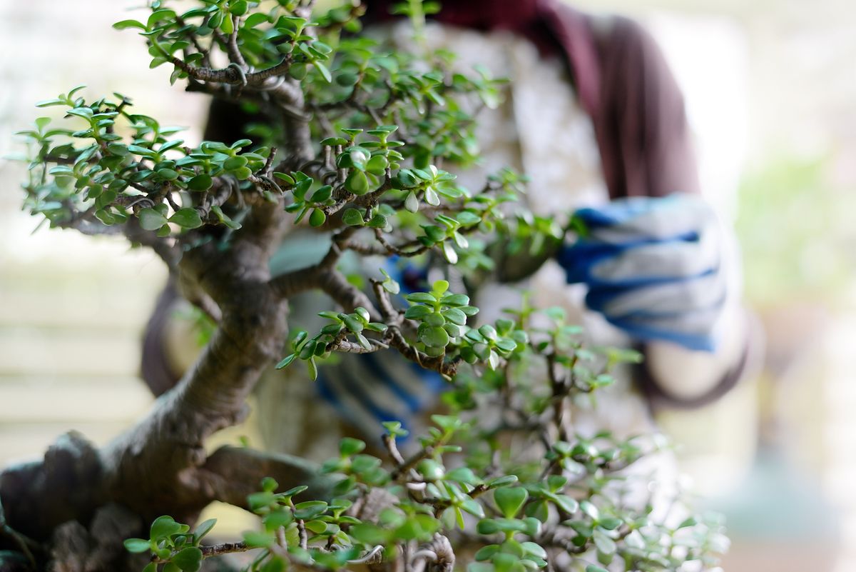 Quels sont les types de plantes de jade ?