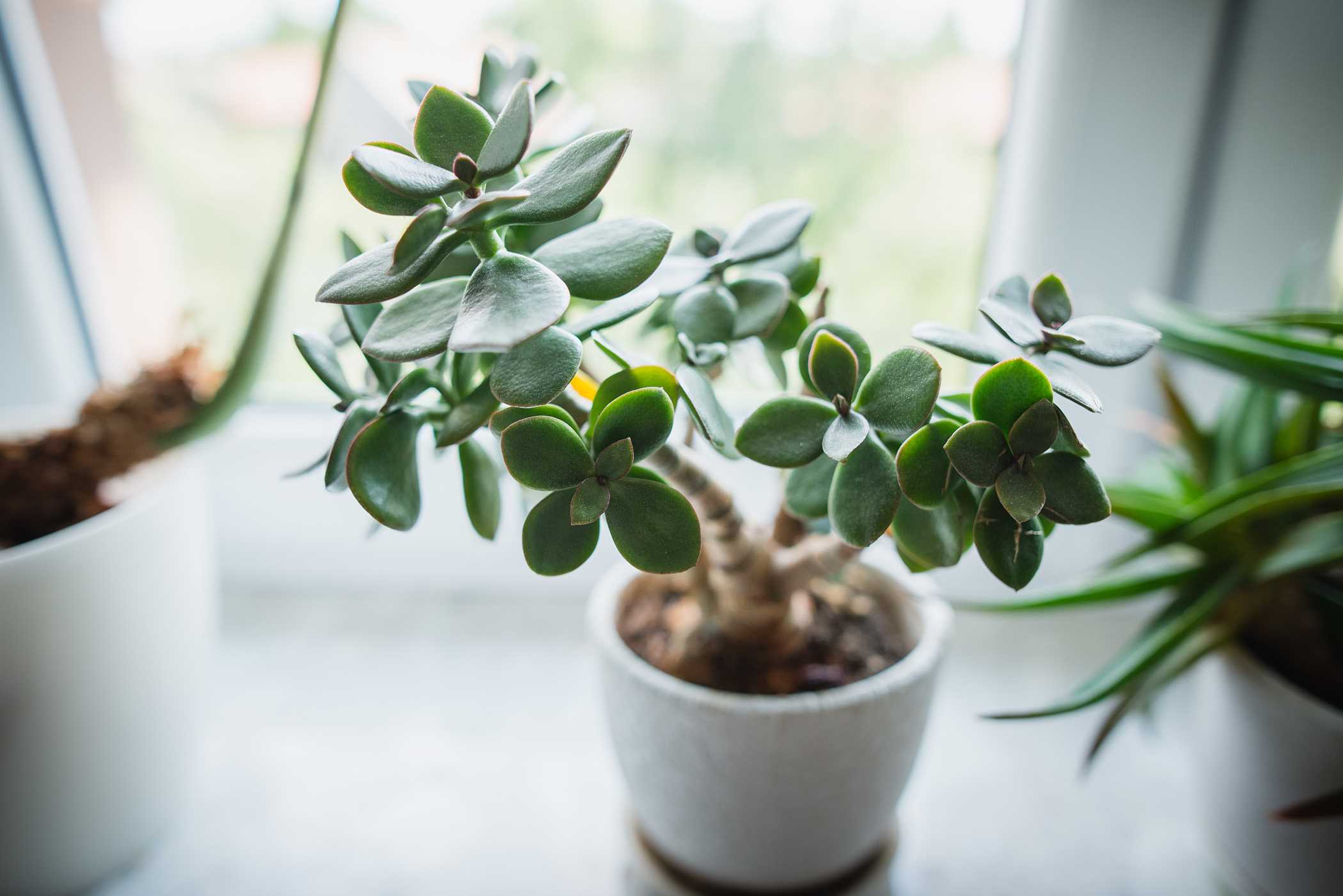 Arbre Porte-Bonheur- Découvrez comment prendre soin d'une Plante de Jade