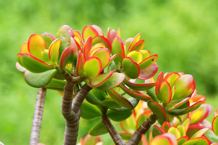 La plante de jade est-elle sujette aux maladies ?