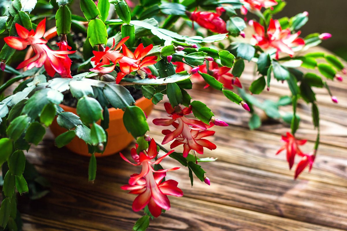 Cactus de Navidad - Schlumbergera