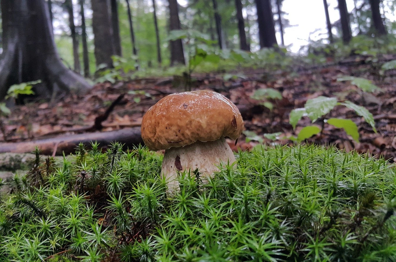 Guida al Foraggiamento dei Funghi - Scopri Come Raccogliere i Funghi