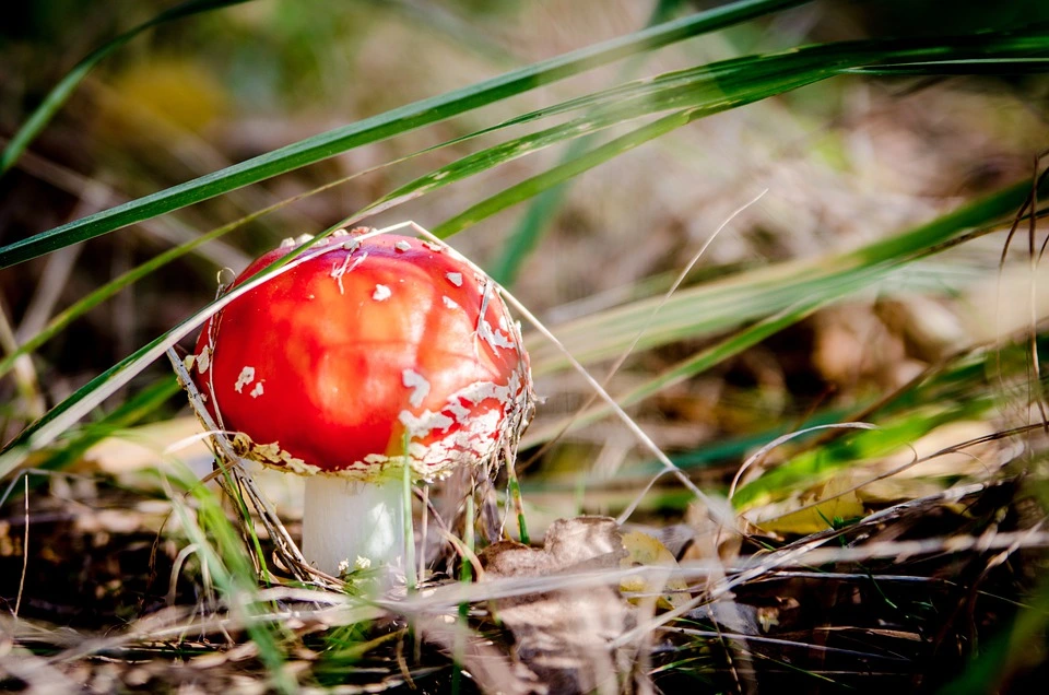 Inedible mushrooms - Fly Amanita