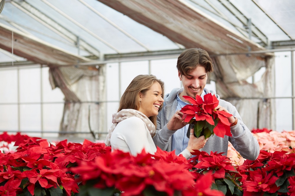 ¿Es la poinsettia una planta venenosa?