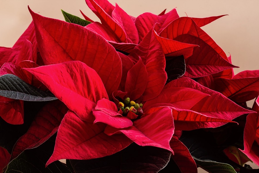 Plantas venenosas para el ser humano - la poinsettia