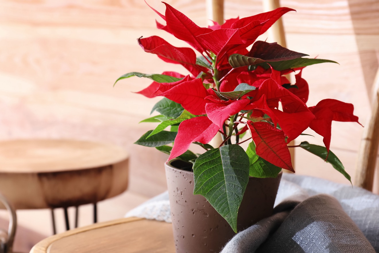 Pianta di Poinsettia - Come Prendersi cura di una Poinsettia?