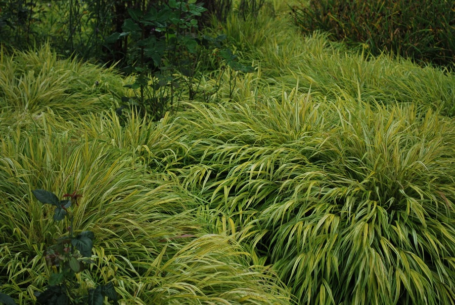 Hierba de Hakone (Hakonechloa macra)