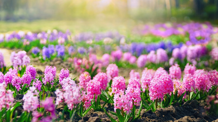 Flores de jacinto - colores y variedades más populares