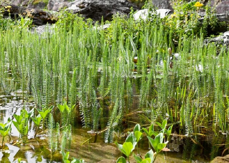 Cola de yegua (Hippuris vulgaris)