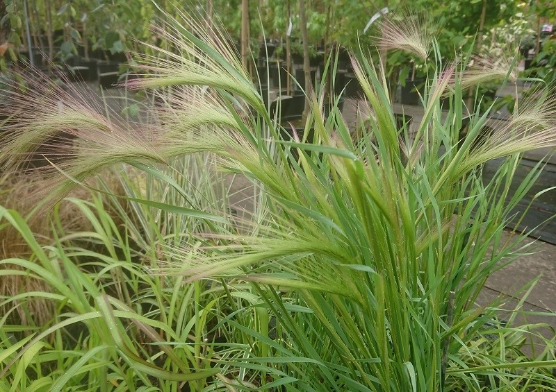 Fuchsschwanzgerste (Hordeum jubatum)