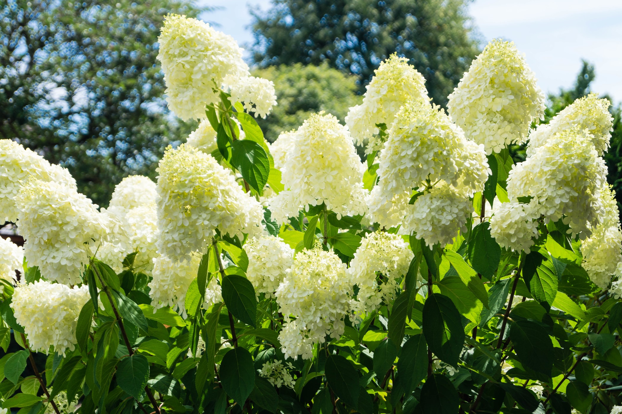 Arbustos de jardín - hortensias