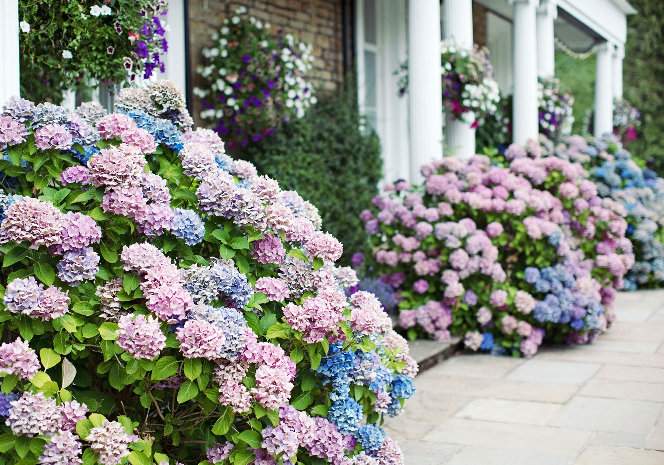 Hydrangea Macrophylla - Erfahren Sie, Wie Man Hortensien Pflegt