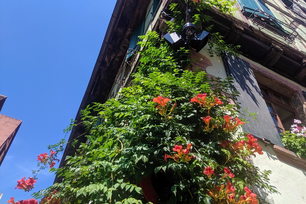 Ortensia rampicante - viti da balcone