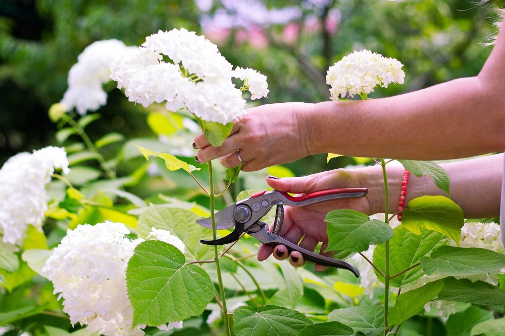 Ortensia - quando potare per avere dei bei fiori?