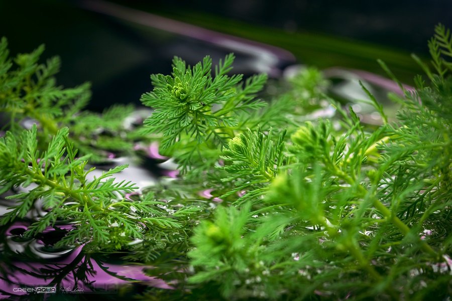 Water violet (Hottonia palustris)