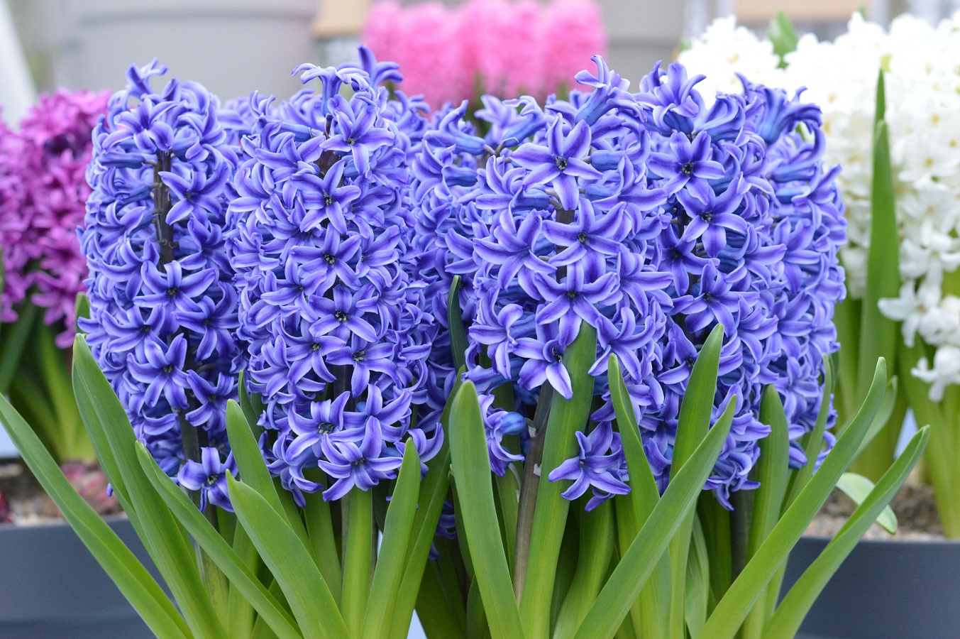 Flor del Jacinto - Cuidados, Necesidades y Consejos Prácticos de Jardinería